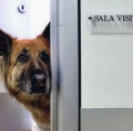 bani-angelo-pronto-soccorso-veterinario-1