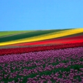 caleffi-giuseppe-la-collina-dei-tulipani-3