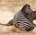 paolicchi-elisabetta-zebre