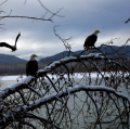 aquila americana alaska small