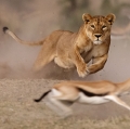 A lioness is hunting a tommy