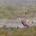 2017M1-B1-Rizzato Pierluigi-Hunting in the rain