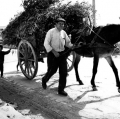 leone-giuseppe-4