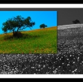antonio-zimbone_il-paesaggio-nel-paesaggio-17