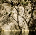 foglie-di-mario-caramanna-1