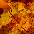 foglie-di-mario-caramanna-24