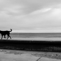 c7_natura-p-madryn-penisola-valdes