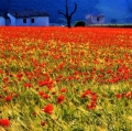 giuseppe-cannoni_il-colore-nel-paesaggio-16