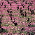 giuseppe-cannoni_il-colore-nel-paesaggio-23