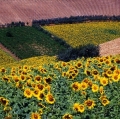 giuseppe-cannoni_il-colore-nel-paesaggio-24