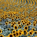 giuseppe-cannoni_il-colore-nel-paesaggio-26