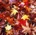 giuseppe-cannoni_il-colore-nel-paesaggio-34