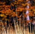 016_particolare-di-graminacei-anno-2002