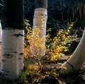 027_betulla-endemica_anno-2002