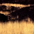 029_graminacei_anno-1990