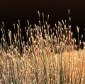 030_graminacei_anno-1990