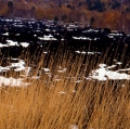 039_graminacei_anno-1998