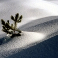 048_solitudine_anno-1993