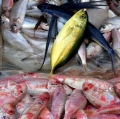 012_fichera_pippo-pescato-n-10
