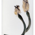 zucchine