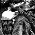 010_grappolini-paolo_tribe