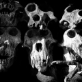 023_grappolini-paolo_tribe