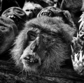 030_grappolini-paolo_tribe