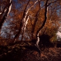 urso-pietro-31