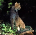busi-riccardo_natura-mundi-16