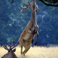 busi-riccardo_natura-mundi-21