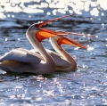 busi-riccardo_natura-mundi-23