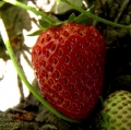 cava-e-chiarenza_terrae-fragmina-14