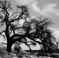 0006_lo_p1190125-alberi