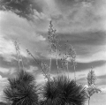 0007_loneg1_04