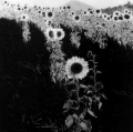 gabi_guardando-verso-lalba