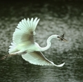 002_airone-bianco-maggiore-con-pesce-gatto-florida-cibachrome