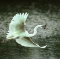 002_airone-bianco-maggiore-con-pesce-gatto-florida-cibachrome