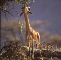004_gerenukkenia-cibachrome