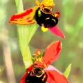 024_ophrys-apifera-monte-pisano-da-diapositiva-elaborata-digitalmente-stampa-inkjet-su-tela