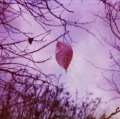 Pola_Sere_005