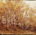 Pola_Sere_025