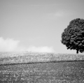 ARTURO COSENTINO_MINIMALISTA_2